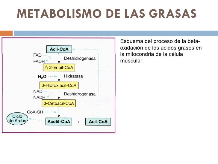 Debe forzar recetas de dieta para perder peso rapido dieta buena Recetas de dieta para perder peso rapido