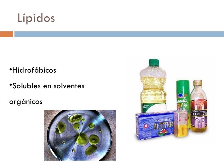 Lipidos