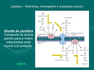 Lípidos – Hidrólise, transporte e oxidação (cont.) Shuttle  de carnitina  Transporte de ácidos gordos para a matriz mitocondrial onde ocorre a  β -oxidação. WWW. . .   