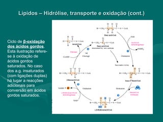 Lípidos – Hidrólise, transporte e oxidação (cont.) Ciclo de  β -oxidação dos ácidos gordos . Esta ilustração refere-se à oxidação de ácidos gordos saturados. No caso dos a.g. insaturados (com ligações duplas) há lugar a reacções adicionais para conversão em ácidos gordos saturados. vksjfvksjhvkjskvjg 