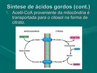Síntese de ácidos gordos (cont.) Acetil-CoA proveniente da mitocôndria é transportada para o citosol na forma de citrato. 