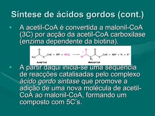 Síntese de ácidos gordos (cont.) A acetil-CoA é convertida a malonil-CoA (3C) por acção da acetil-CoA carboxilase (enzima dependente da biotina). A partir daqui inicia-se uma sequência de reacções catalisadas pelo complexo  ácido gordo sintase  que promove a adição de uma nova molécula de acetil-CoA ao malonil-CoA, formando um composto com 5C’s. 