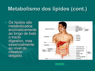 Metabolismo dos lípidos (cont.) Os lípidos são metabolizados enzimaticamente ao longo de todo o tracto digestivo, mas essencialmente ao nível do intestino delgado. WWW. . .   