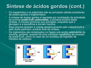 Síntese de ácidos gordos (cont.) Os hepatócitos e os adipócitos são as principais células produtoras de ácidos gordos e triglicerídeos. A síntese de ácidos gordos é regulada por modulação da actividade da enzima  acetil-CoA carboxilase , a primeira enzima desta síntese. A insulina promove sua activação, enquanto que o glucagon e a epinefrina a tornam inactiva. Essa enzima também é inibida alostericamente pelo malonil-CoA e pelo ácido palmítico, produto final da síntese. Os triglicéridos são sintetizados no fígado sob acção estimulante da insulina, portanto, quando há uma condição metabólica de excesso de acetil-CoA, como no caso de um excesso de ingestão de hidratos de carbono. 