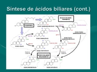 Síntese de ácidos biliares (cont.) 
