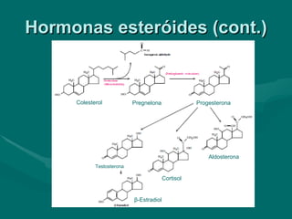 Hormonas esteróides (cont.) Colesterol Pregnelona Progesterona Aldosterona Cortisol Testosterona β -Estradiol 