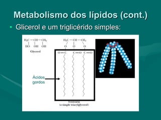 Metabolismo dos lípidos (cont.) Glicerol e um triglicérido simples: Ácidos gordos 