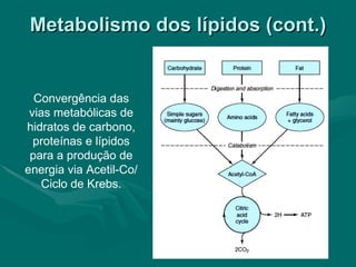 Metabolismo dos lípidos (cont.) Convergência das vias metabólicas de hidratos de carbono, proteínas e lípidos para a produção de energia via Acetil-Co/Ciclo de Krebs. 