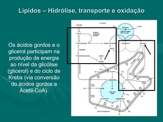 Lípidos – Hidrólise, transporte e oxidação Os ácidos gordos e o glicerol participam na produção de energia ao nível da glicólise (glicerol) e do ciclo de Krebs (via conversão do ácidos gordos a Acetil-CoA). 