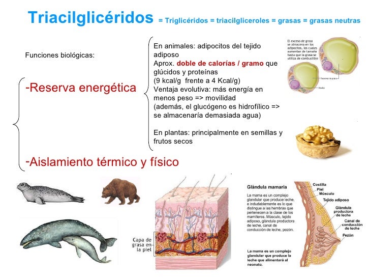 Lípidos