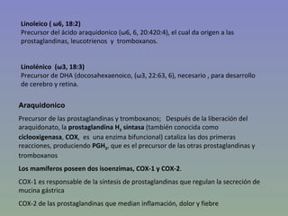 Linoleico ( ω6, 18:2)
Precursor del ácido araquidonico (ω6, 6, 20:420:4), el cual da origen a las
prostaglandinas, leucotrienos y tromboxanos.


Linolénico (ω3, 18:3)
Precursor de DHA (docosahexaenoico, (ω3, 22:63, 6), necesario , para desarrollo
de cerebro y retina.

Araquidonico
Precursor de las prostaglandinas y tromboxanos; Después de la liberación del
araquidonato, la prostaglandina H2 sintasa (también conocida como
ciclooxigenasa, COX, es una enzima bifuncional) cataliza las dos primeras
reacciones, produciendo PGH2, que es el precursor de las otras prostaglandinas y
tromboxanos
Los mamíferos poseen dos isoenzimas, COX-1 y COX-2.
COX-1 es responsable de la síntesis de prostaglandinas que regulan la secreción de
mucina gástrica
COX-2 de las prostaglandinas que median inflamación, dolor y fiebre
 