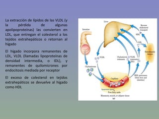 La extracción de lípidos de las VLDL (y
la      pérdida       de        algunas
apolipoproteínas) las convierten en
LDL, que entregan el colesterol a los
tejidos extrahepáticos o retornan al
hígado
El hígado incorpora remanentes de
LDL, VLDL (llamadas lipoproteínas de
densidad intermedia, o IDL), y
remanentes de quilomicrones por
endocitosis mediada por receptor
El exceso de colesterol en tejidos
extrahepáticos se devuelve al hígado
como HDL
 