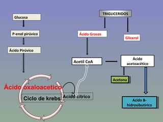 TRIGLICERIDOS
   Glucosa



  P-enol pirúvico               Ácido Grasos
                                                          Glicerol


 Ácido Pirúvico

                                                              Ácido
                              Acetil CoA                   acetoacético


                                                    Acetona

Ácido oxaloacetico
         Ciclo de krebs Acido cítrico                         Acido B-
                                                           hidroxibutirico
 