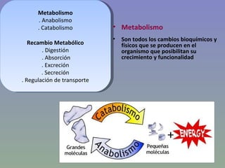 Metabolismo
      . Anabolismo
      . Catabolismo          • Metabolismo
                             •   Son todos los c...