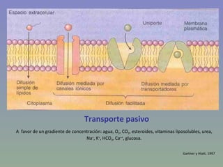 TRANSPORTE EN MONOGASTRICOS

      Ubicación: INTESTINO DELGADO (ID): DUODENO-YEYUNO



En las células de la mucosa intest...