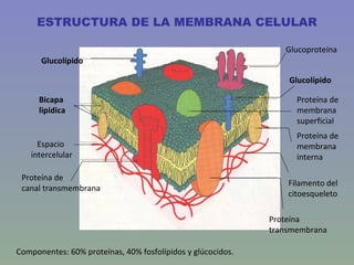 ESTRUCTURA DE LA MEMBRANA CELULAR

                                                                Glucoproteína
      Glu...