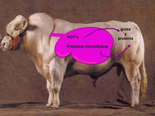 DIGESTION EN RUMIANTES



 No suministrar mas de 5 % grasa en el alimento

 En condiciones de vacas de alta producciónco...