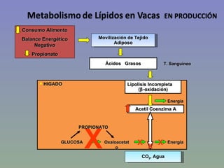 Homeorhesis – Mantenimiento del Flujo
       Cambios
        coordinados en el
        metabolismo para
        adaptarse...