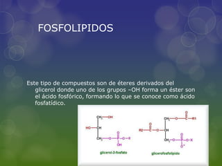 FOSFOLIPIDOS




Este tipo de compuestos son de éteres derivados del
   glicerol donde uno de los grupos –OH forma un éster son
   el ácido fosfórico, formando lo que se conoce como ácido
   fosfatídico.
 