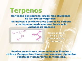 Terpenos
   Derivados del isopreno, grupo más abundante
              de los aceites vegetales.
   Su molécula contiene cinco átomos de carbono
      y un terpeno puede contener hasta ocho
                unidades de isopreno

                              Representaci
                               ón de una
                              molécula de
                                isopreno



     Pueden encontrarse como moléculas lineales o
cíclicas. Cumplen funciones como esencias, pigmentos
          vegetales y precursores de vitaminas.
 