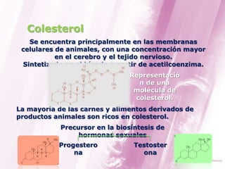 Colesterol
   Se encuentra principalmente en las membranas
 celulares de animales, con una concentración mayor
           en el cerebro y el tejido nervioso.
 Sintetizado en el hígado a partir de acetilcoenzima.
                               Representació
                                 n de una
                                molécula de
                                colesterol.
La mayoría de las carnes y alimentos derivados de
productos animales son ricos en colesterol.
            Precursor en la biosíntesis de
                 hormonas sexuales
           Progestero            Testoster
               na                  ona
 