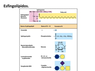Esfingolípidos.
 