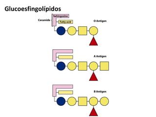 Glucoesfingolípidos
 