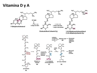 Vitamina D y A
 