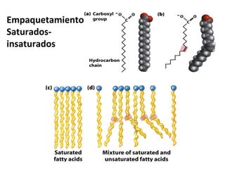 Empaquetamiento
Saturados-
insaturados
 