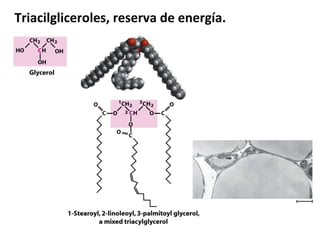 Triacilgliceroles, reserva de energía.
 