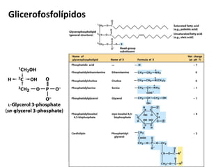 Glicerofosfolípidos
 