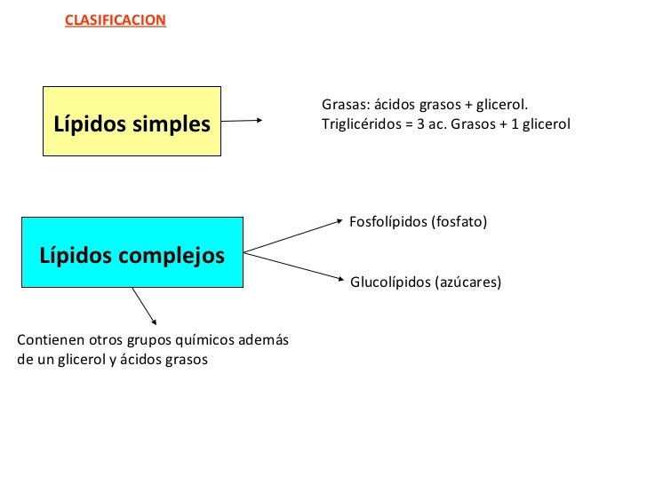 Lipidos