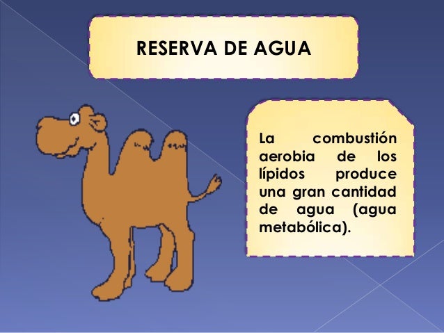 Lipidos