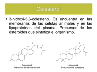 Colesterol ,[object Object],Ergosterol Precursor de la vitamina D Lanosterol Precursor del colesterol 