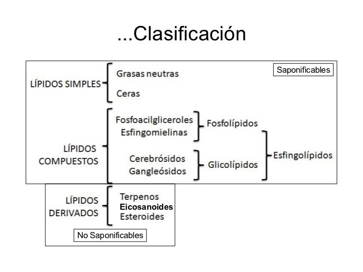 Lipidos estructura y función