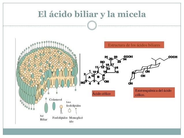 Lipidos