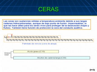 CERAS
.
 