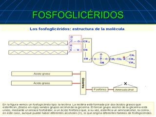 FOSFOGLICÉRIDOS
.
 