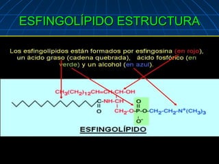 ESFINGOLÍPIDO ESTRUCTURA
.
 