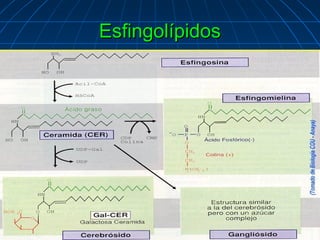 Esfingolípidos
.
 