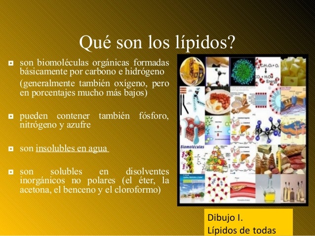 lipidos alimentos lipidos lipidos alimentos lipidos