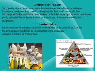 LÍPIDOS COMPLEJOS
Son lípidos saponificables en cuya estructura molecular además de carbono,
hidrógeno y oxígeno, hay también nitrógeno, fósforo, azufre o un glúcido.
Son las principales moléculas constitutivas de la doble capa lipídica de la membrana,
por lo que también se llaman lípidos de membrana. Son también moléculas
anfipáticas.
Fosfolípidos
Se caracterizan pr presentar un ácido ortofosfórico en su zona polar. Son las
moléculas más abundantes de la membrana citoplasmática.
Algunos ejemplos de fosfolípidos
 