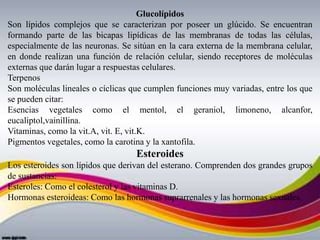 Glucolípidos
Son lípidos complejos que se caracterizan por poseer un glúcido. Se encuentran
formando parte de las bicapas lipídicas de las membranas de todas las células,
especialmente de las neuronas. Se sitúan en la cara externa de la membrana celular,
en donde realizan una función de relación celular, siendo receptores de moléculas
externas que darán lugar a respuestas celulares.
Terpenos
Son moléculas lineales o cíclicas que cumplen funciones muy variadas, entre los que
se pueden citar:
Esencias vegetales como el mentol, el geraniol, limoneno, alcanfor,
eucaliptol,vainillina.
Vitaminas, como la vit.A, vit. E, vit.K.
Pigmentos vegetales, como la carotina y la xantofila.
Esteroides
Los esteroides son lípidos que derivan del esterano. Comprenden dos grandes grupos
de sustancias:
Esteroles: Como el colesterol y las vitaminas D.
Hormonas esteroideas: Como las hormonas suprarrenales y las hormonas sexuales.
 