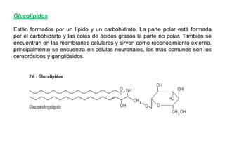 Glucolípidos
Están formados por un lípido y un carbohidrato. La parte polar está formada
por el carbohidrato y las colas de ácidos grasos la parte no polar. También se
encuentran en las membranas celulares y sirven como reconocimiento externo,
principalmente se encuentra en células neuronales, los más comunes son los
cerebrósidos y gangliósidos.

 