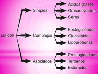 Lipidos