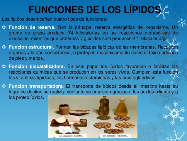 LIPIDOS