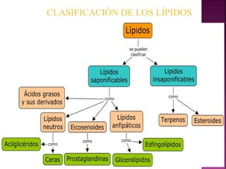 CLASIFICACIÓN DE LOS LÍPIDOS

 
