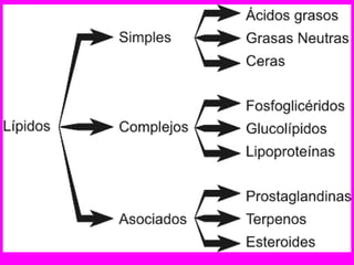 Lipidos