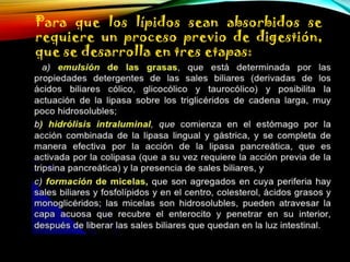 Para que los lípidos sean absorbidos se
requiere un proceso previo de digestión,
que se desarrolla en tres etapas:

 