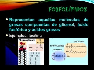 FOSFOLÍPIDOS

 
